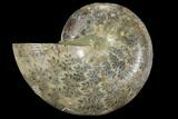 Bargain, Cut Ammonite Fossil (Half) - Madagascar #111506-1